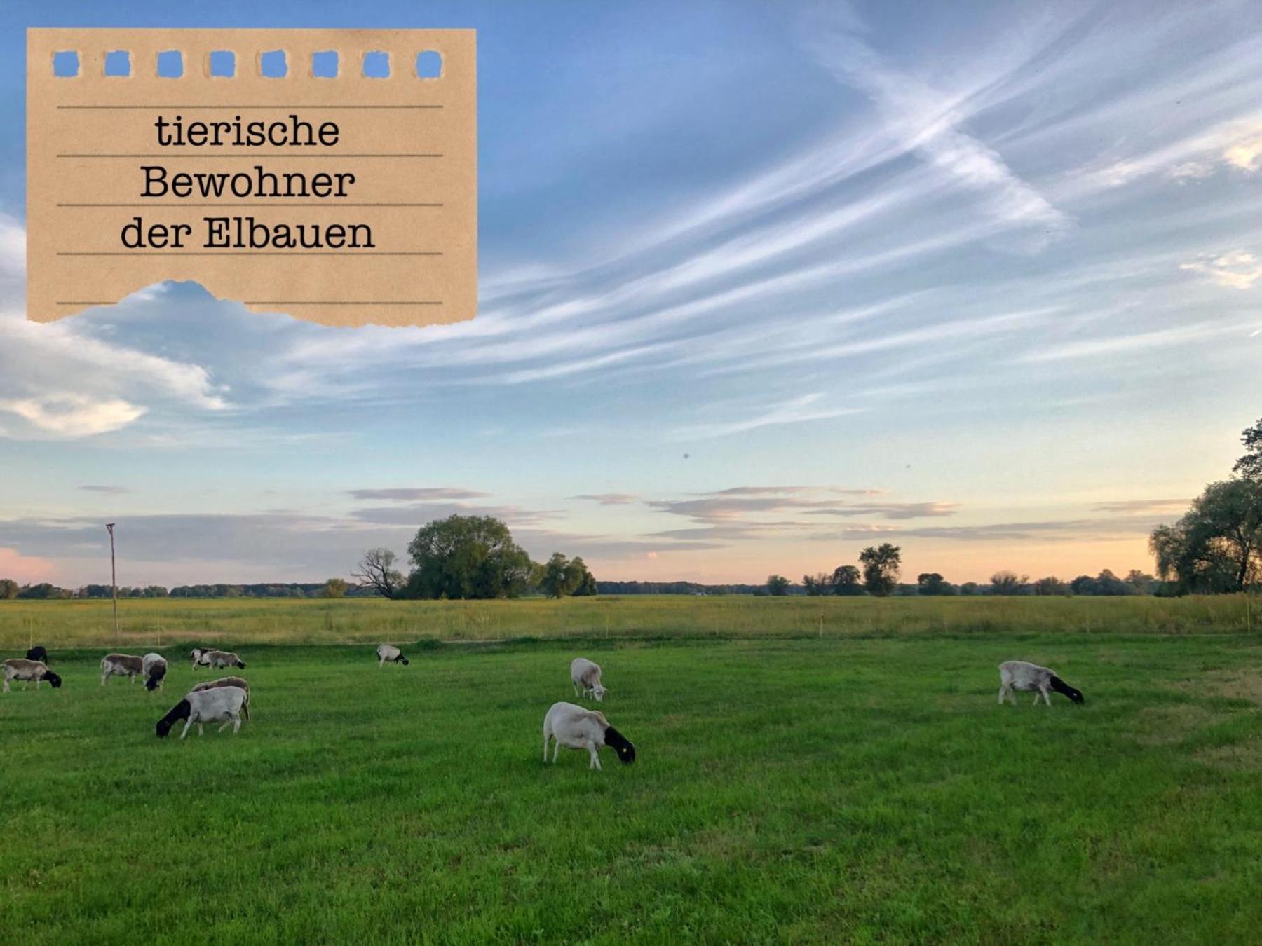 Alte Schule Wittenberg, 3 Ferienwohnungen Fuer Bis Zu 12 Personen, An Der Elbe, Mit Garten Екстер'єр фото