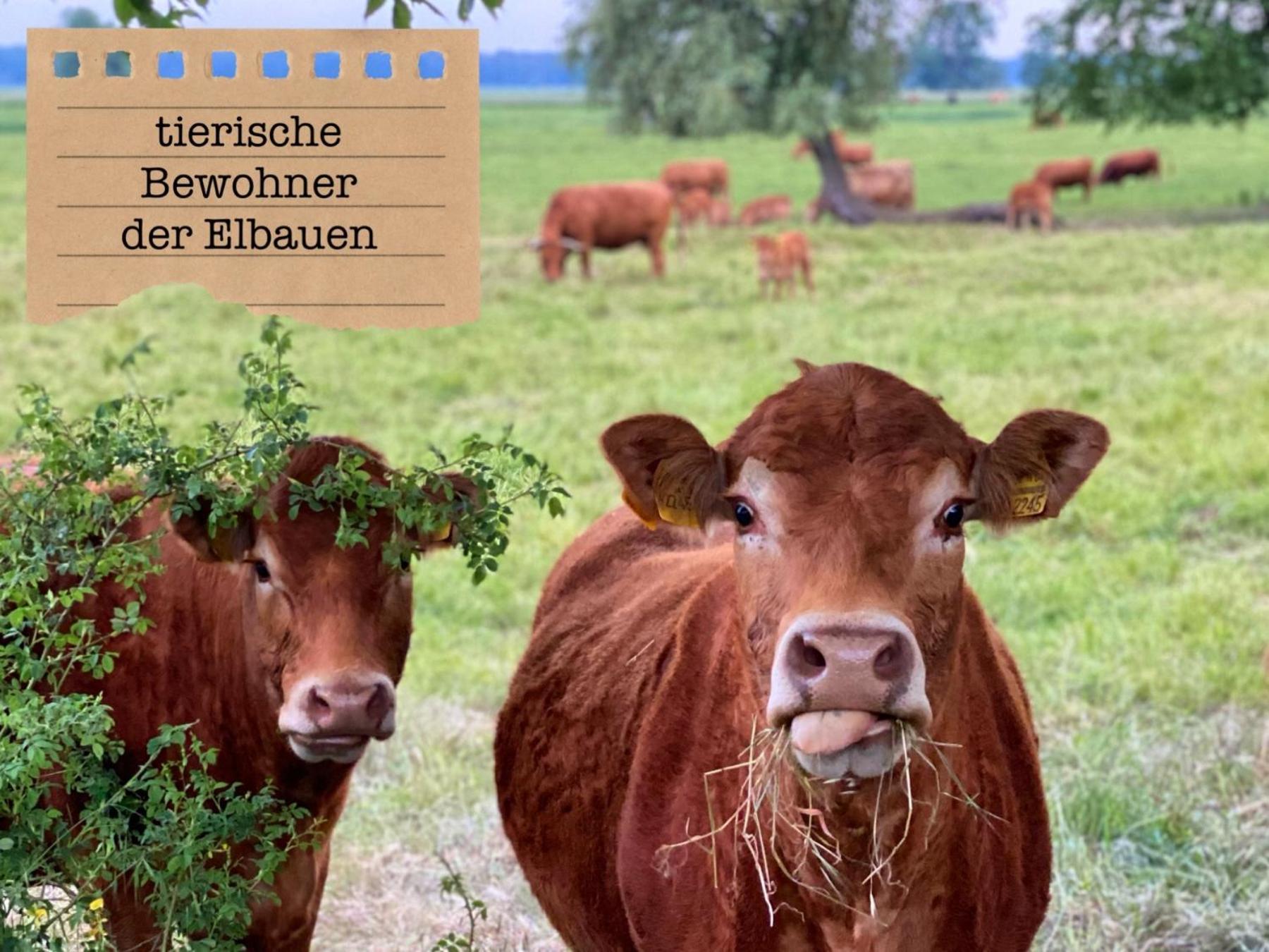 Alte Schule Wittenberg, 3 Ferienwohnungen Fuer Bis Zu 12 Personen, An Der Elbe, Mit Garten Екстер'єр фото