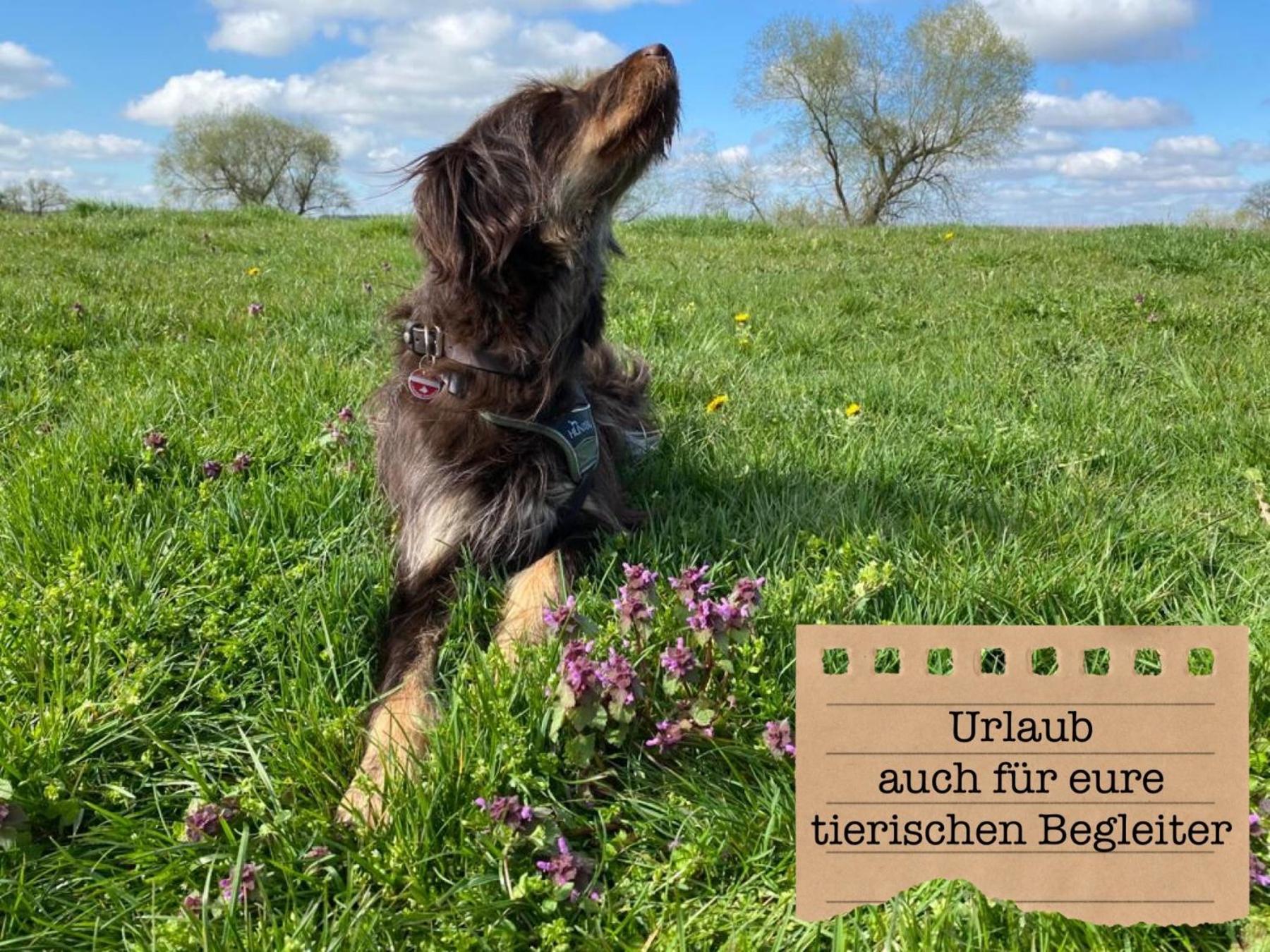Alte Schule Wittenberg, 3 Ferienwohnungen Fuer Bis Zu 12 Personen, An Der Elbe, Mit Garten Екстер'єр фото